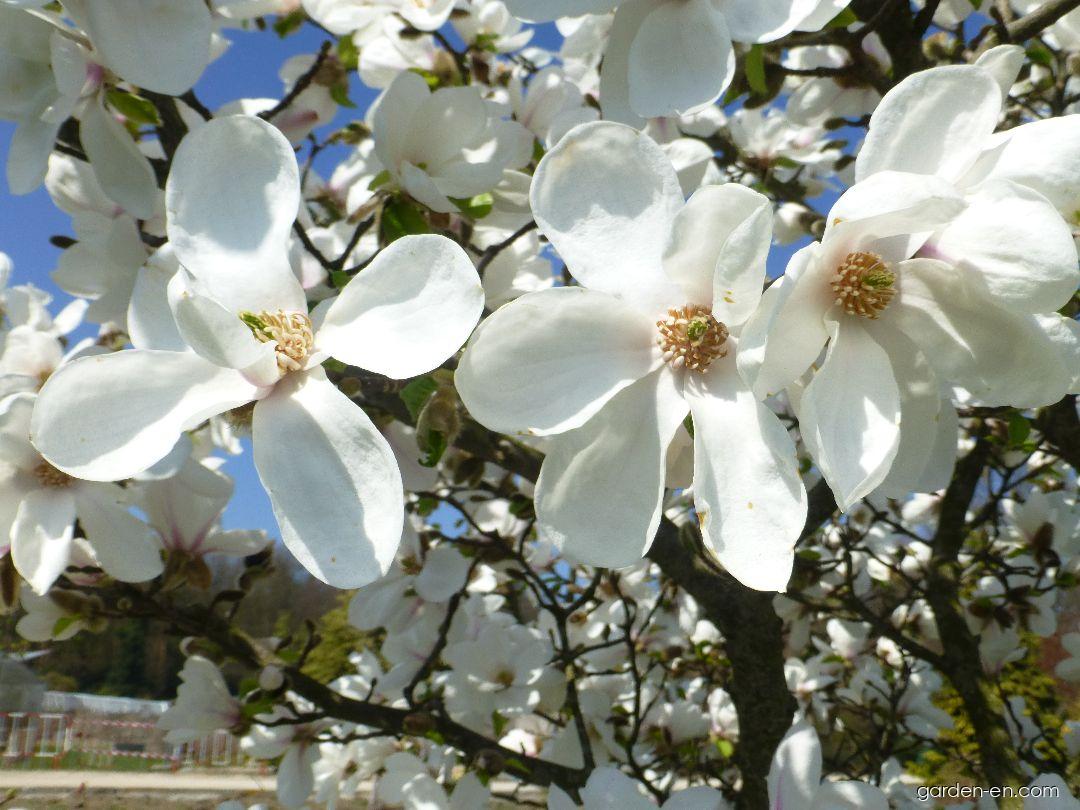 Magnolia kobus Norman Gould (Japanese Magnolia) Magnolia kobus Norman Gould (Japanese Magnolia)