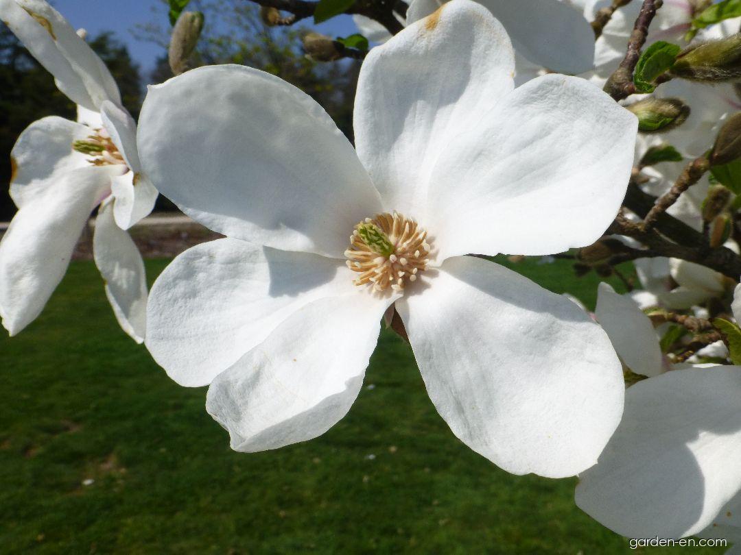 Magnolia kobus Norman Gould (Japanese Magnolia) Magnolia kobus Norman Gould (Japanese Magnolia)