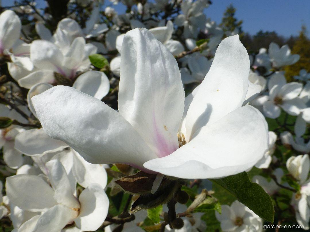 Magnolia kobus Norman Gould (Japanese Magnolia) Magnolia kobus Norman Gould (Japanese Magnolia)