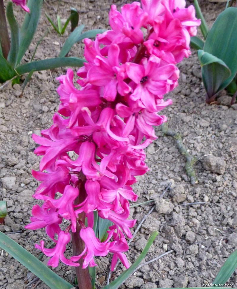 Hyacinthus orientalis Jan Bos (Common Hyacinth) Hyacinthus orientalis Jan Bos (Common Hyacinth)
