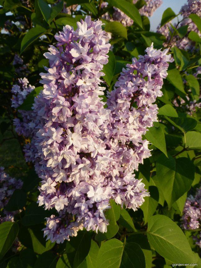 Syringa vulgaris Alphonse Lavallee (Common Lilac) Syringa vulgaris Alphonse Lavallee (Common Lilac)