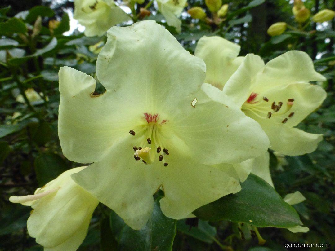 Photo Rhododendron Goldika - flowers 3 | Garden-en.com