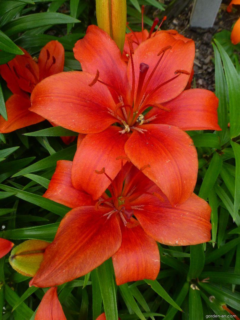 Lilium x hybridum Crimson Pixie (Lily) Lilium x hybridum Crimson Pixie (Lily)