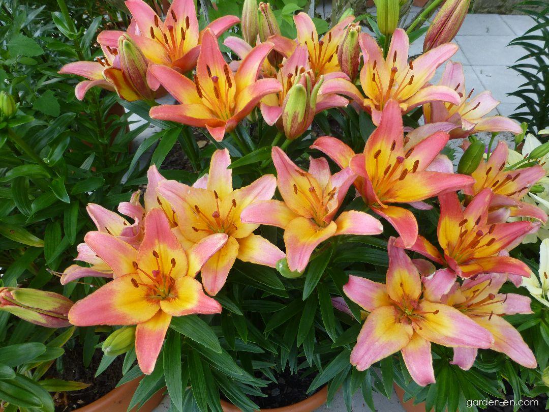 Lilium x hybridum Lady Like (Lily) Lilium x hybridum Lady Like (Lily)