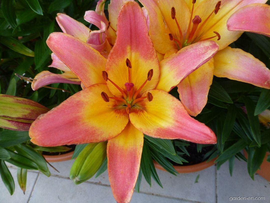 Lilium x hybridum Lady Like (Lily) Lilium x hybridum Lady Like (Lily)