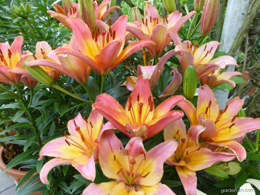 Lilium x hybridum Lady Like (Lily) Lilium x hybridum Lady Like (Lily)
