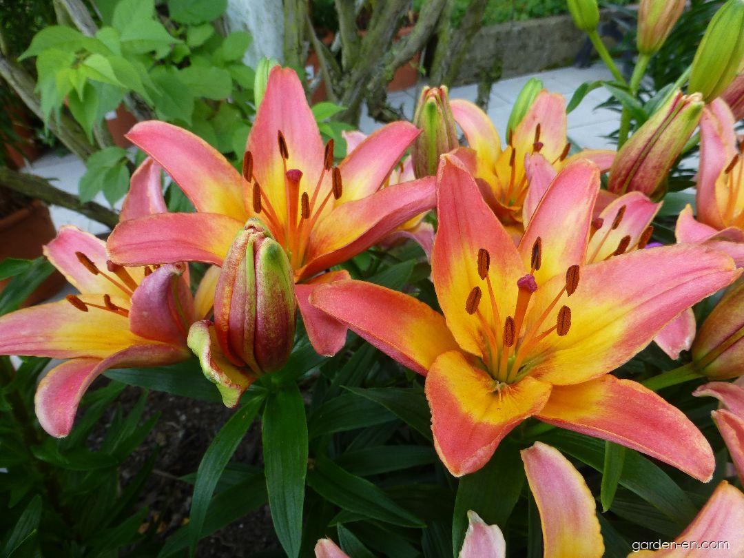 Lilium x hybridum Lady Like (Lily) Lilium x hybridum Lady Like (Lily)