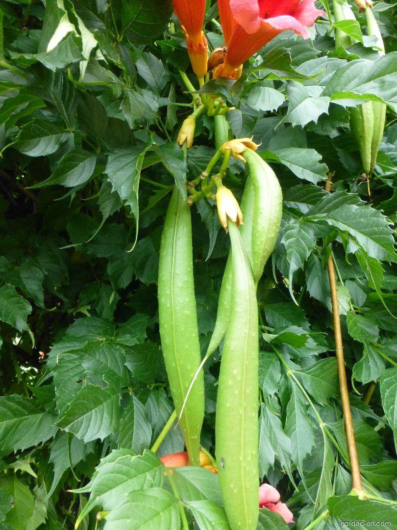 Campsis radicans Flava (Trumpet-creeper) Campsis radicans Flava (Trumpet-creeper)