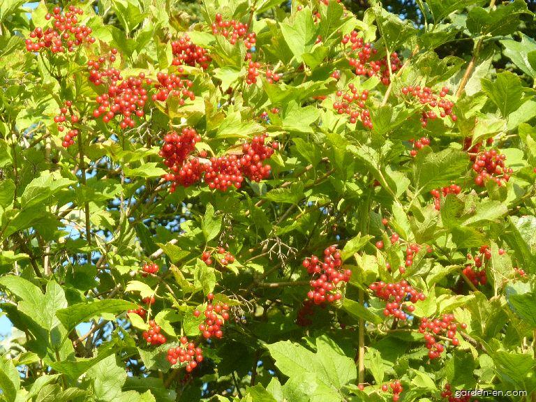 Viburnum opulus L. (European cranberrybush) Viburnum opulus L. (European cranberrybush)