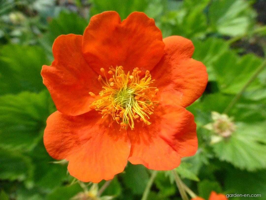 Geum coccineum Cooky (Dwarf Orange Avens) Geum coccineum Cooky (Dwarf Orange Avens)