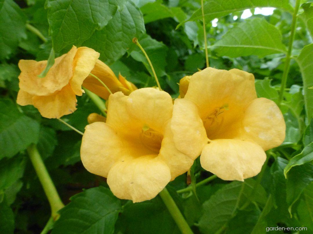 Campsis radicans Flava (Trumpet-creeper) Campsis radicans Flava (Trumpet-creeper)