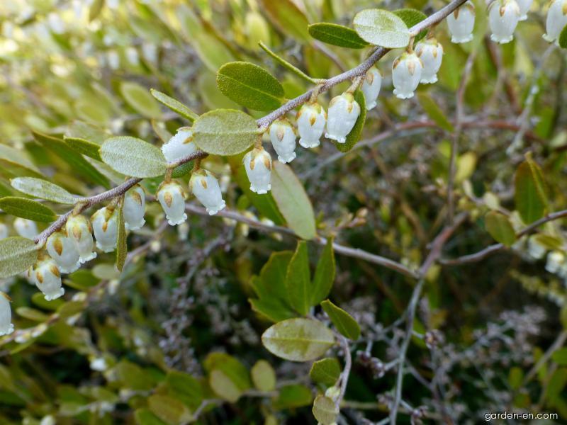 Chamaedaphne calyculata (Leatherleaf) Chamaedaphne calyculata (Leatherleaf)
