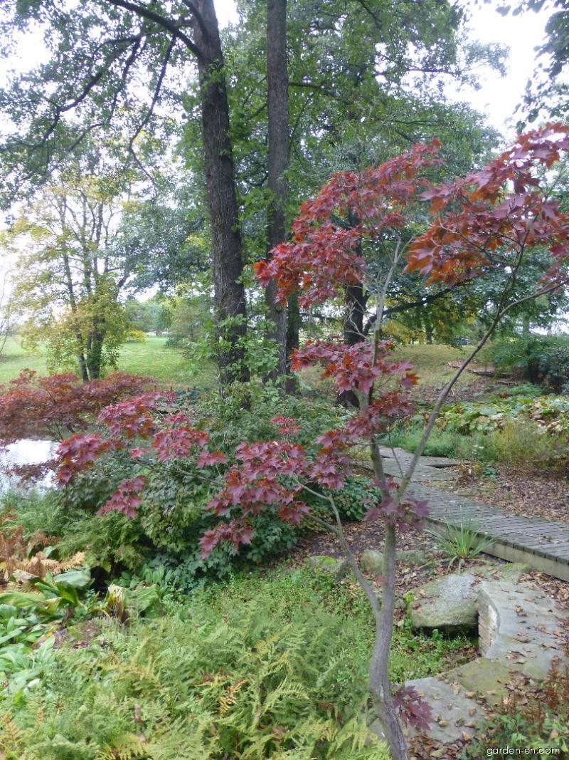 Acer palmatum Heptalobum (Japanese maple) Acer palmatum Heptalobum (Japanese maple)