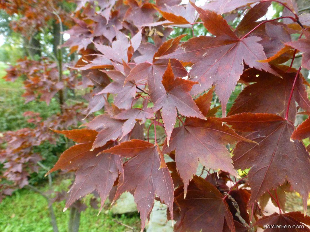 Acer palmatum Heptalobum (Japanese maple) Acer palmatum Heptalobum (Japanese maple)
