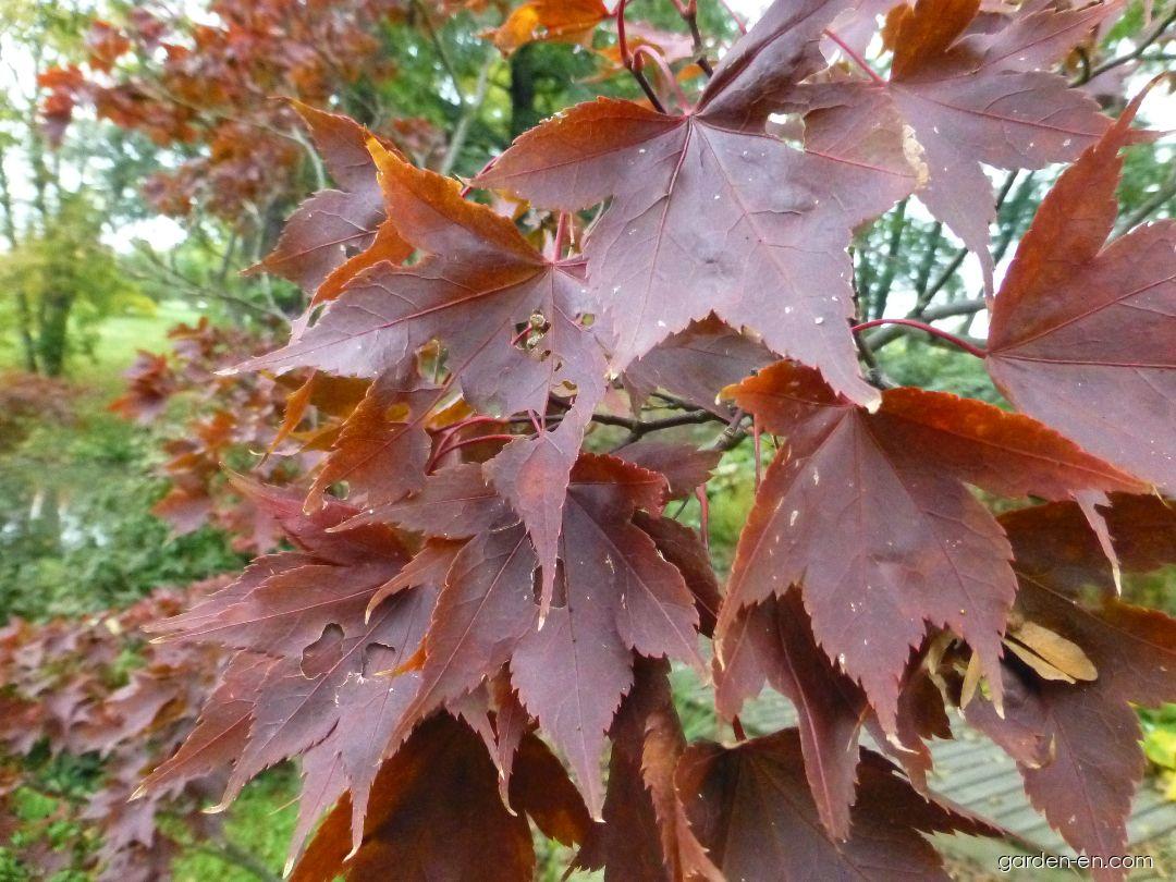 Acer palmatum Heptalobum (Japanese maple) Acer palmatum Heptalobum (Japanese maple)