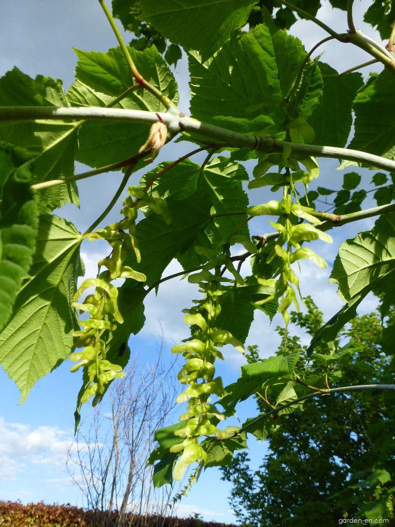 Acer tegmentosum Maxim. (Manchustriped Maple) Acer tegmentosum Maxim. (Manchustriped Maple)