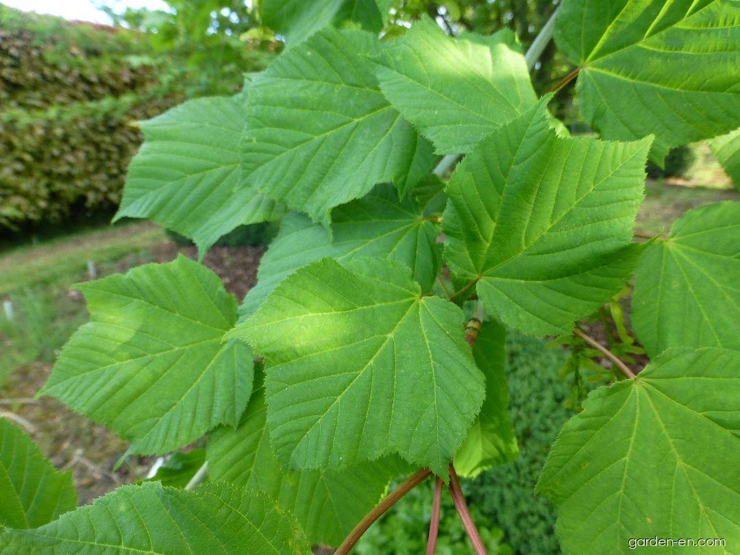 Acer tegmentosum Maxim. (Manchustriped Maple) Acer tegmentosum Maxim. (Manchustriped Maple)
