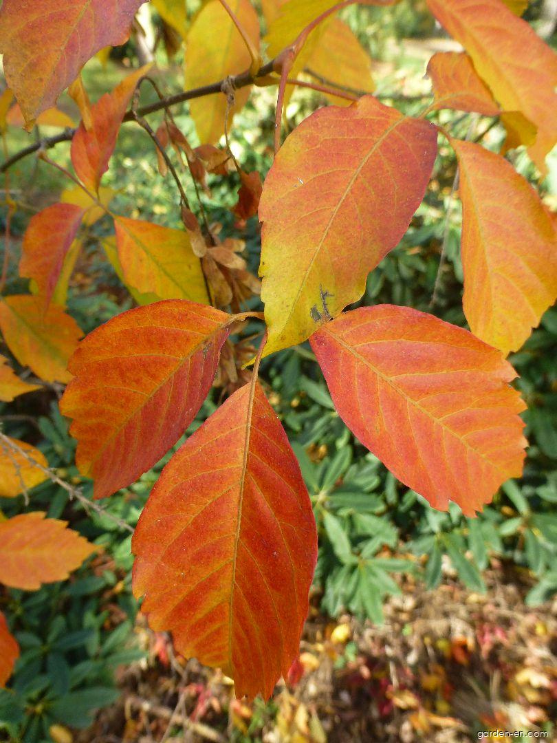 Acer henryi Pax (Henry s Maple) Acer henryi Pax (Henry s Maple)