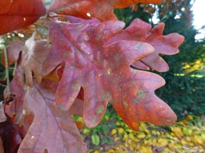 Quercus alba L. (White Oak) Quercus alba L. (White Oak)