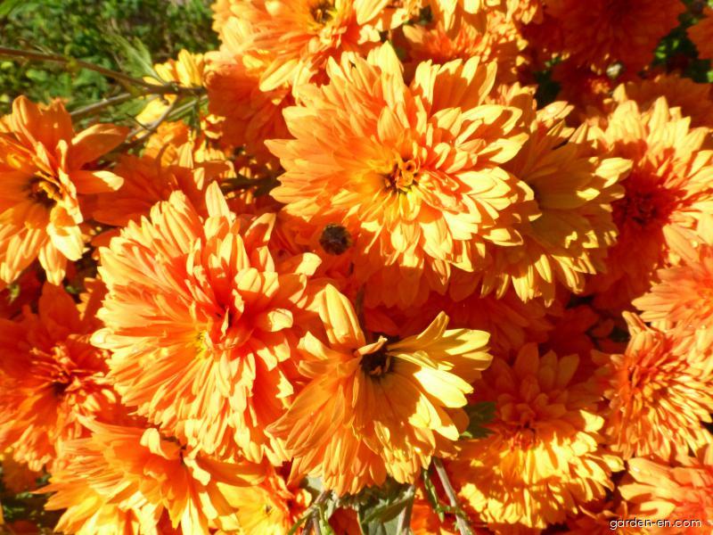 Chrysanthemum x morifolium Mandarine (Chrysanthemum) Chrysanthemum x morifolium Mandarine (Chrysanthemum)