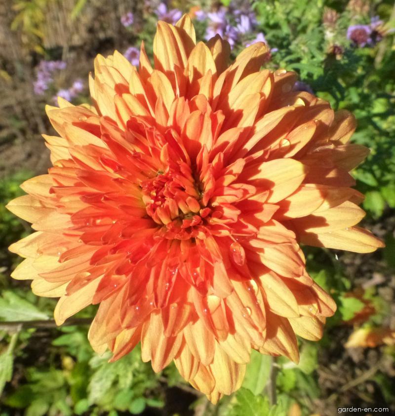 Chrysanthemum x morifolium Mandarine (Chrysanthemum) Chrysanthemum x morifolium Mandarine (Chrysanthemum)