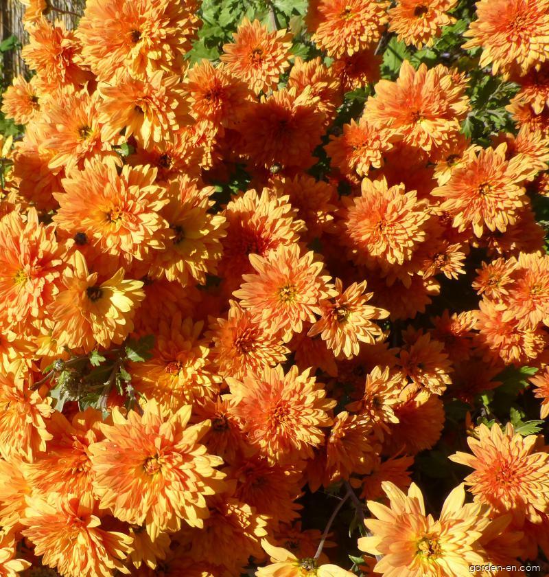 Chrysanthemum x morifolium Mandarine (Chrysanthemum) Chrysanthemum x morifolium Mandarine (Chrysanthemum)