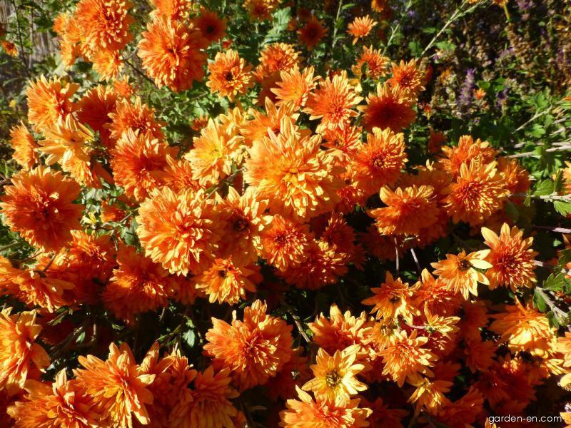 Chrysanthemum x morifolium Mandarine (Chrysanthemum) Chrysanthemum x morifolium Mandarine (Chrysanthemum)