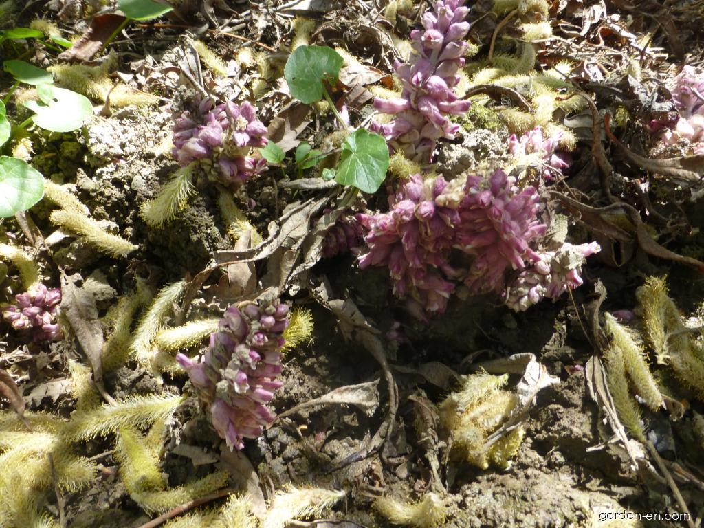 Lathraea squamaria L. (Common Toothwort) Lathraea squamaria L. (Common Toothwort)