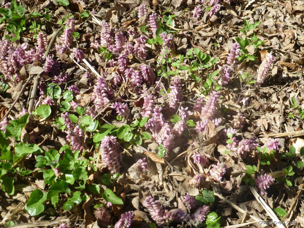 Lathraea squamaria L. (Common Toothwort) Lathraea squamaria L. (Common Toothwort)