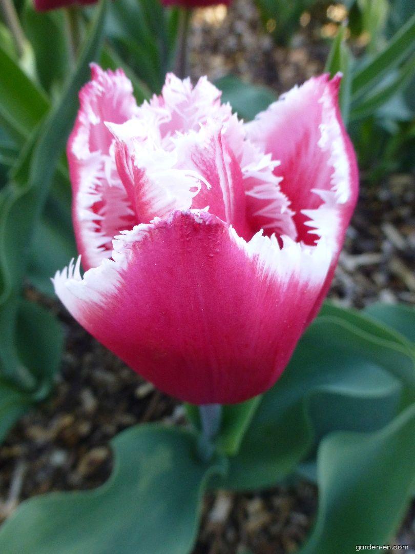 Tulipa Canasta (Tulip) Tulipa Canasta (Tulip)