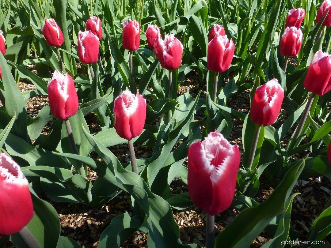 Tulipa Canasta (Tulip) Tulipa Canasta (Tulip)
