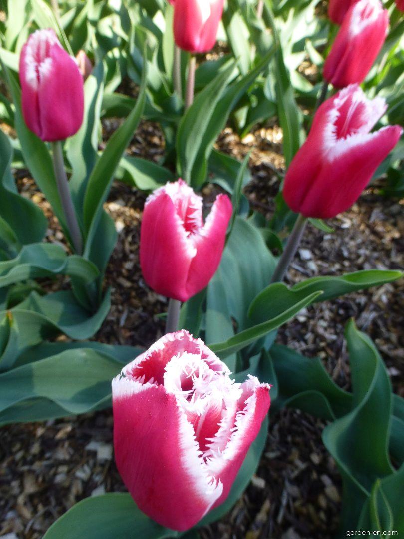 Tulipa Canasta (Tulip) Tulipa Canasta (Tulip)
