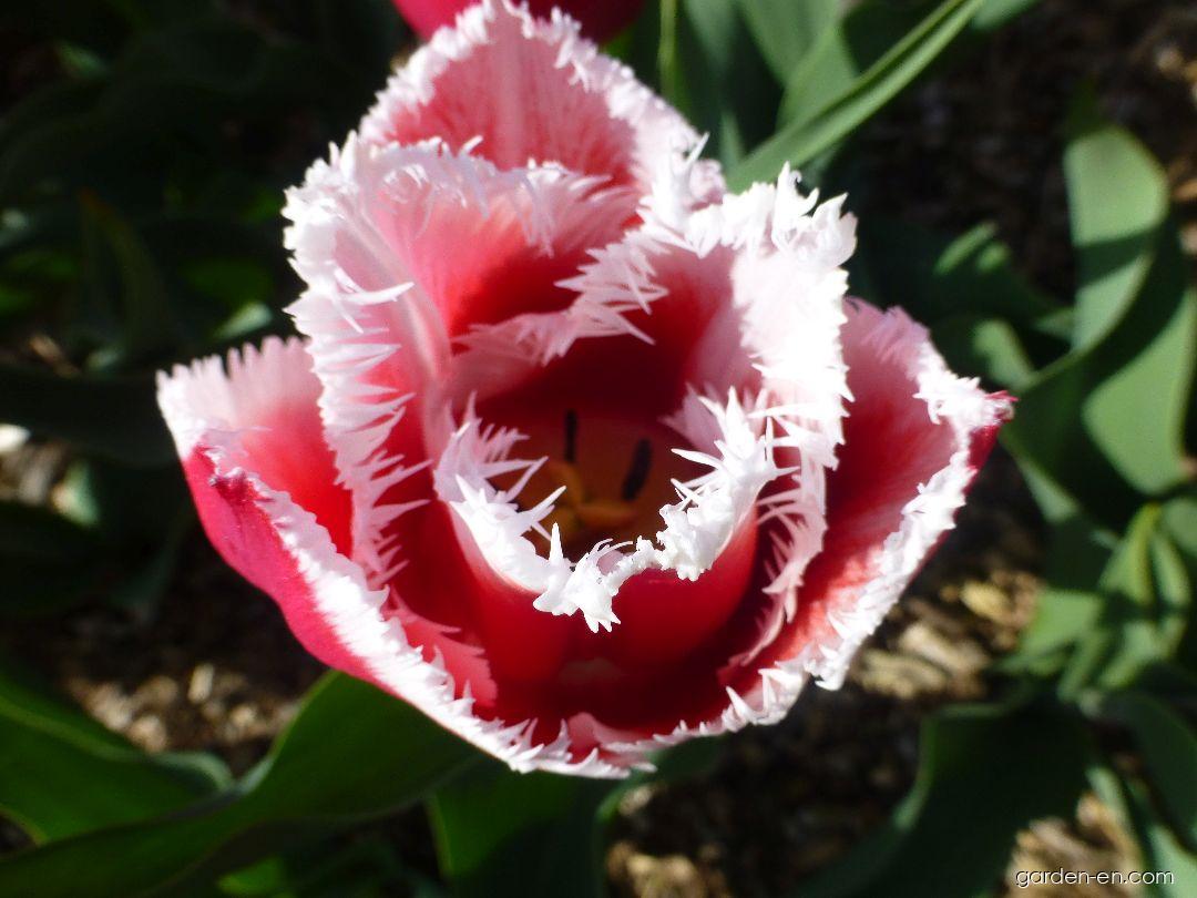 Tulipa Canasta (Tulip) Tulipa Canasta (Tulip)