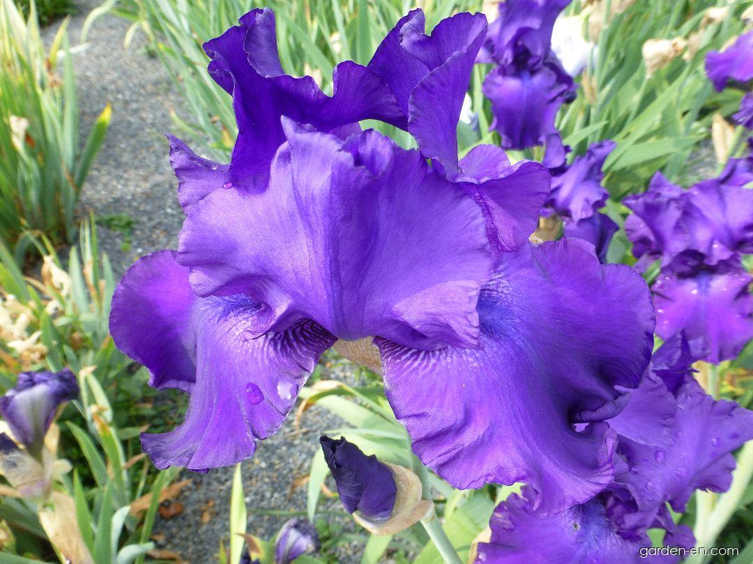 Iris barbata Titans Glory (Bearded Iris) Iris barbata Titans Glory (Bearded Iris)