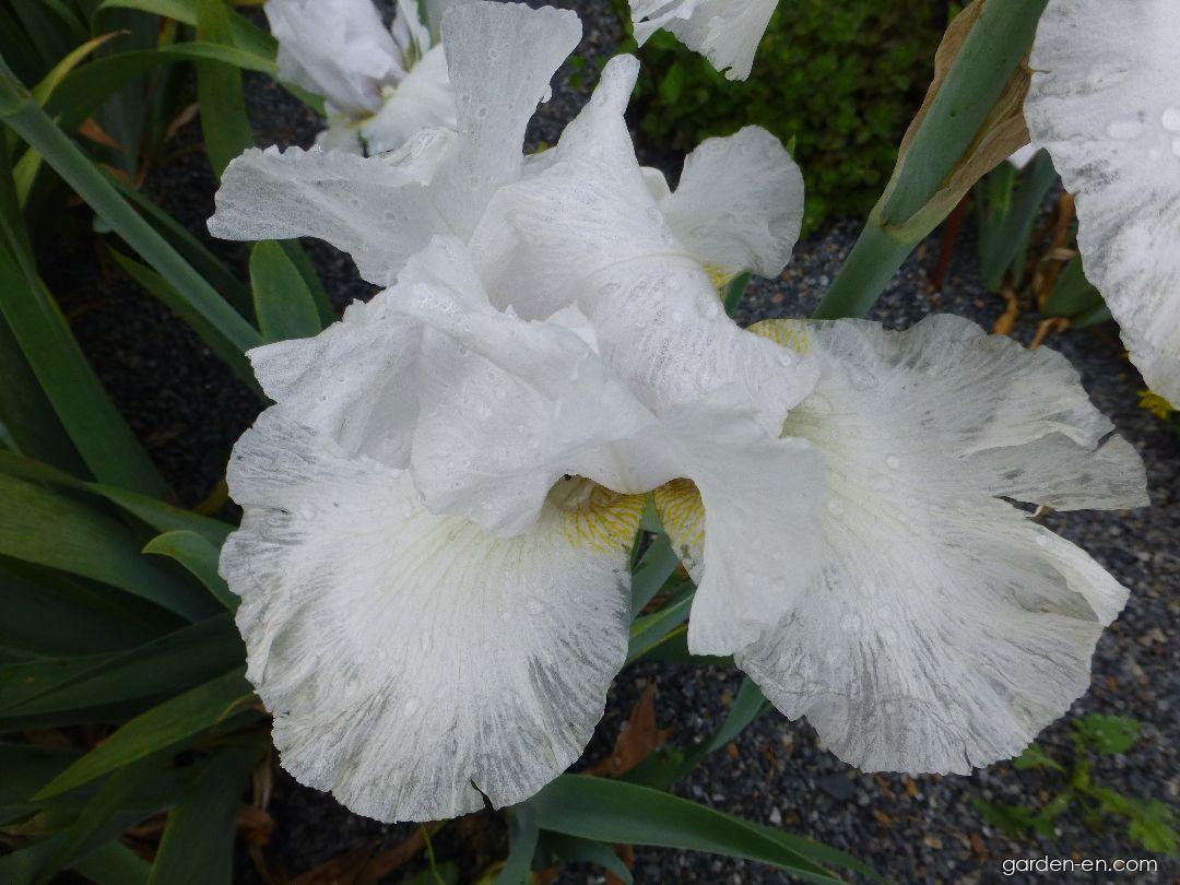 Iris barbata Cup Race (Bearded Iris) Iris barbata Cup Race (Bearded Iris)