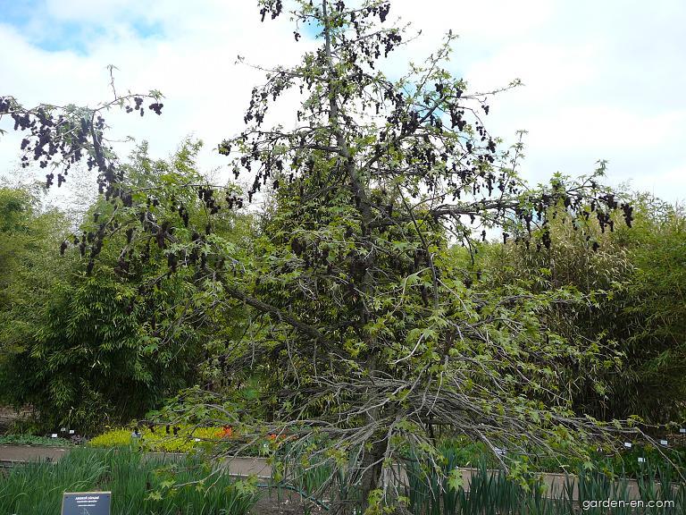 Liquidambar styraciflua L. (American Sweetgum) Liquidambar styraciflua L. (American Sweetgum)