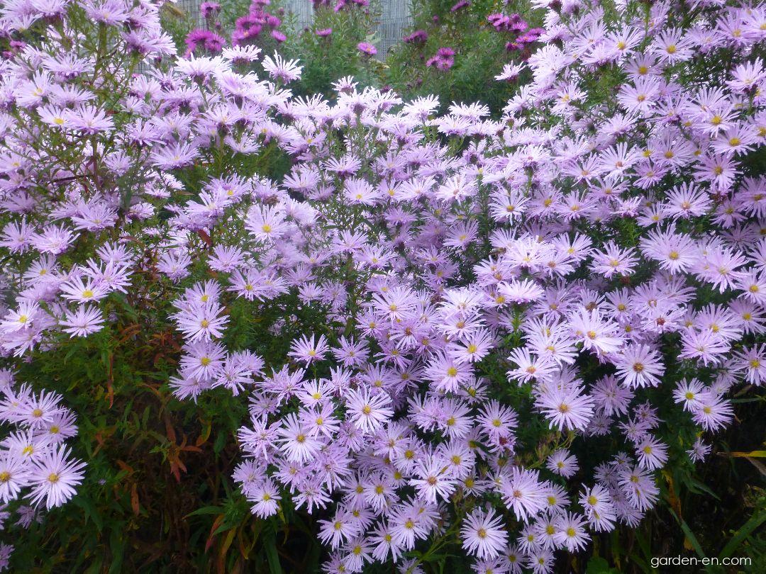 Symphyotrichum novi-belgii Rosenquarz (Confused Michaelmas-daisy) Symphyotrichum novi-belgii Rosenquarz (Confused Michaelmas-daisy)