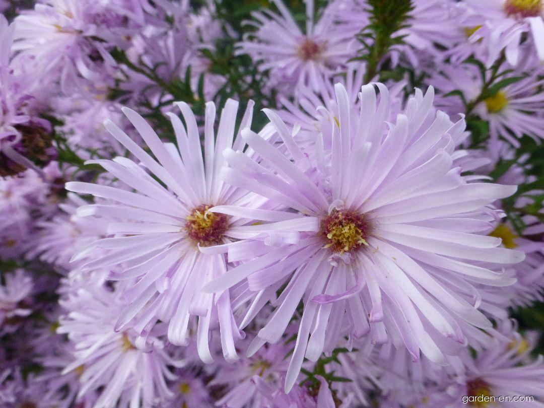 Symphyotrichum novi-belgii Rosenquarz (Confused Michaelmas-daisy) Symphyotrichum novi-belgii Rosenquarz (Confused Michaelmas-daisy)