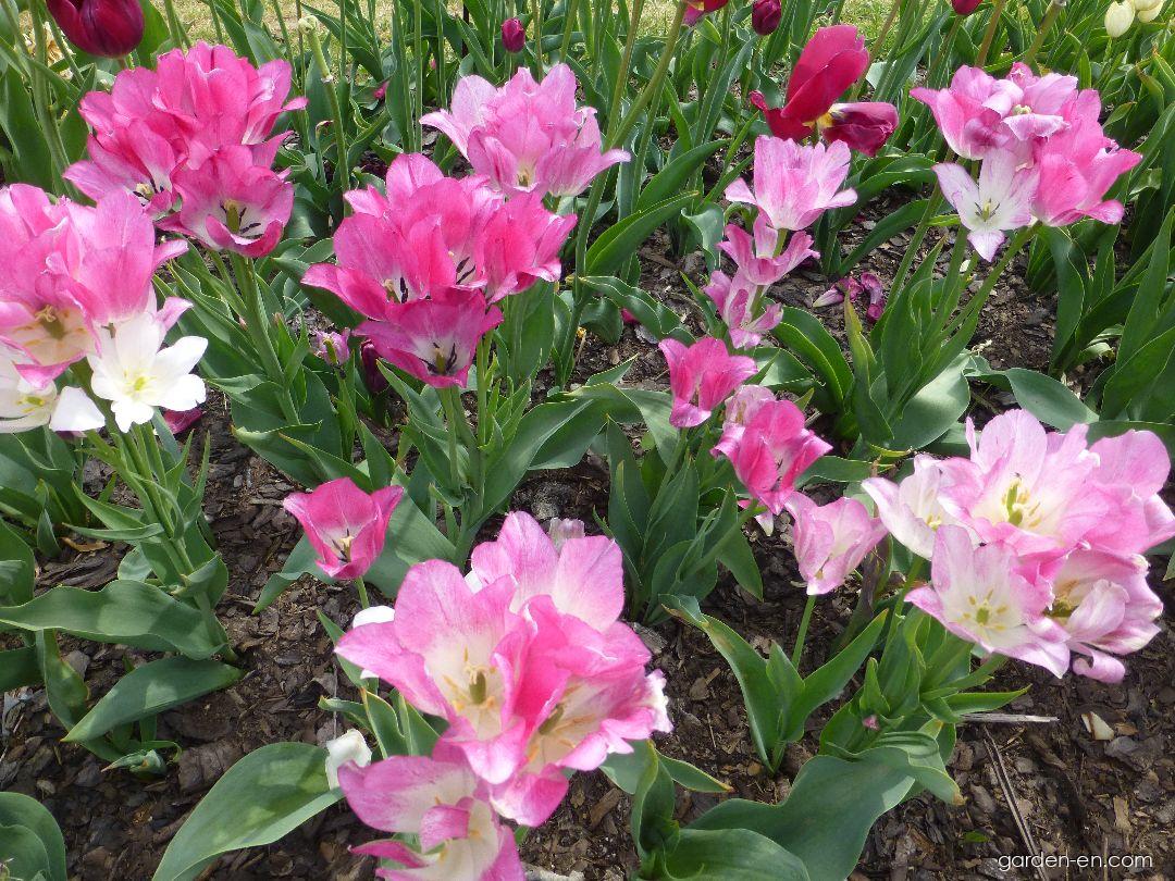 Tulipa Candy Club (Tulip) Tulipa Candy Club (Tulip)