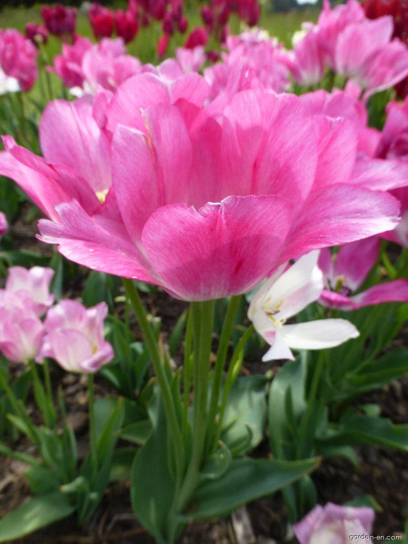 Tulipa Candy Club (Tulip) Tulipa Candy Club (Tulip)