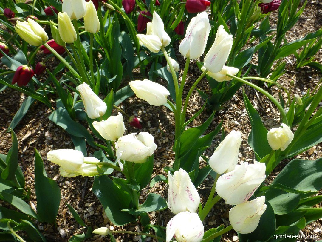 Tulipa Candy Club (Tulip) Tulipa Candy Club (Tulip)