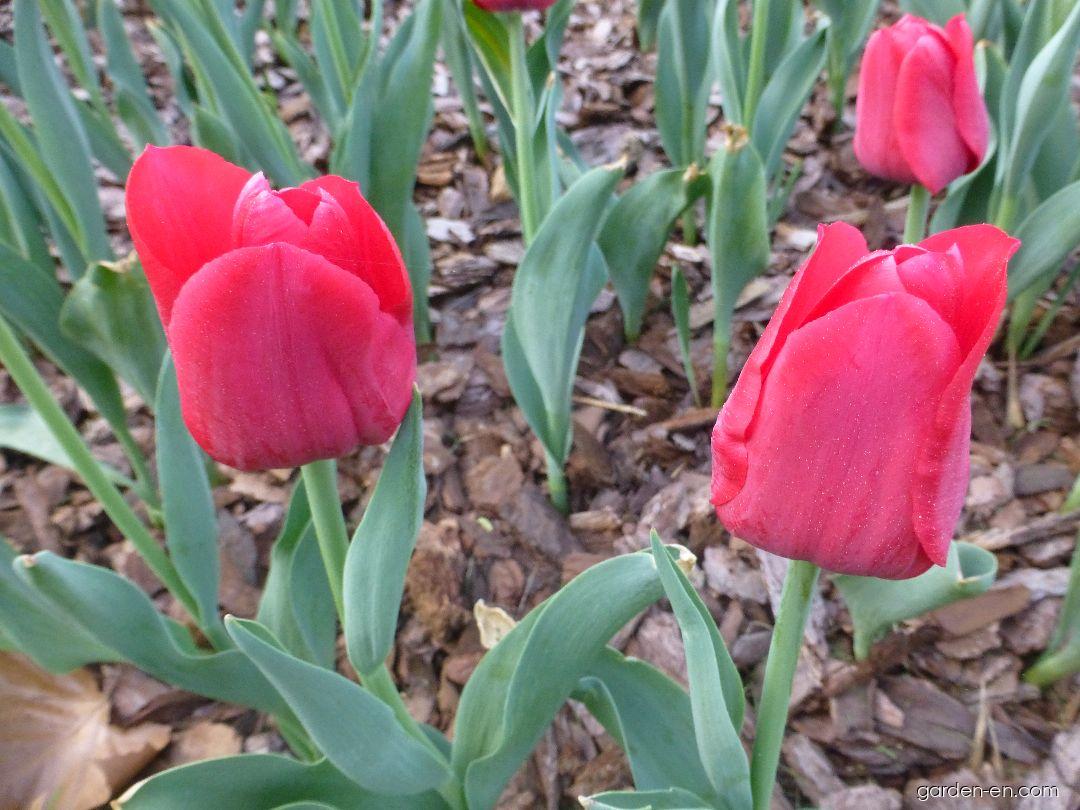 Tulipa Ile de France (Tulip) Tulipa Ile de France (Tulip)