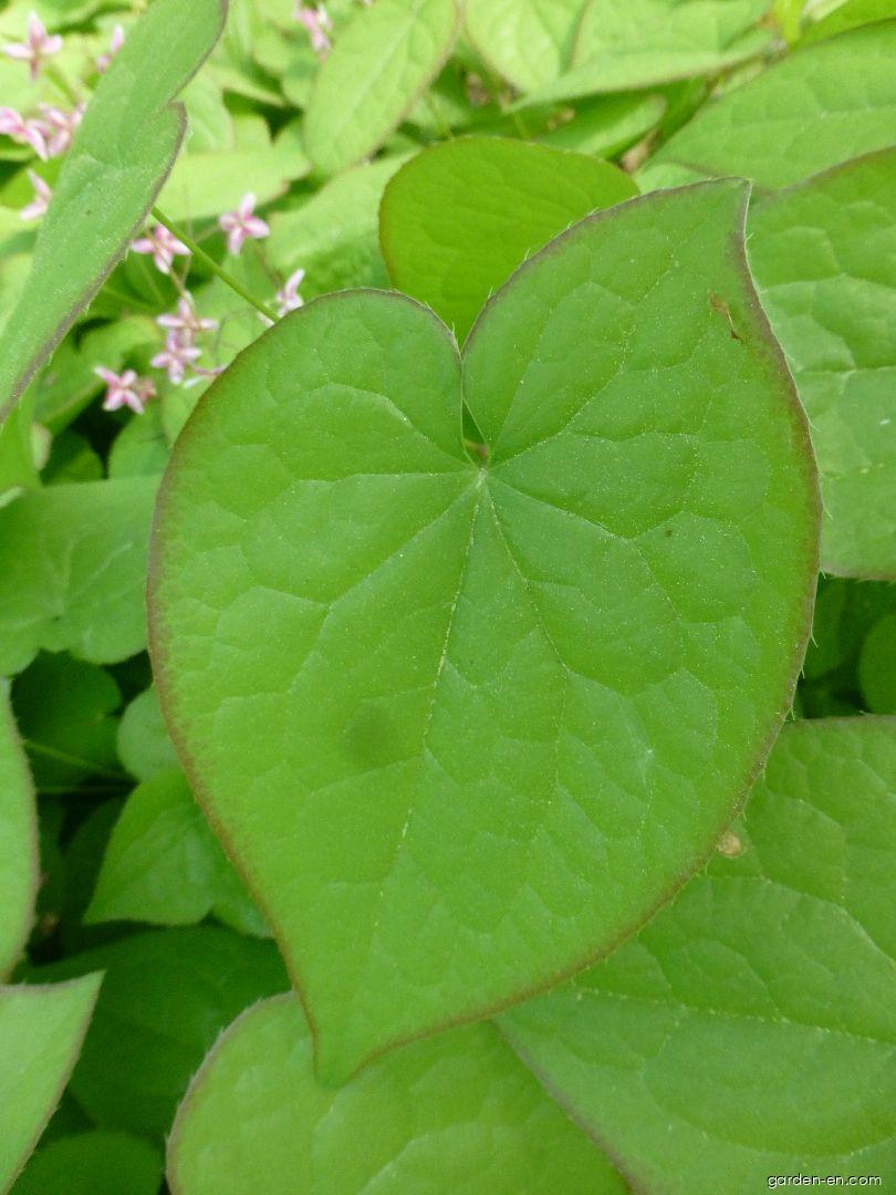 Epimedium x rubrum Sweetheart (Red Barrenwort) Epimedium x rubrum Sweetheart (Red Barrenwort)