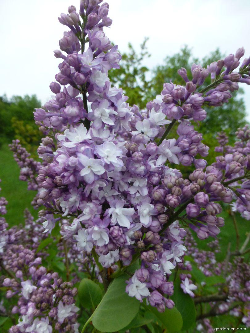 Syringa vulgaris Alphonse Lavallee (Common Lilac) Syringa vulgaris Alphonse Lavallee (Common Lilac)