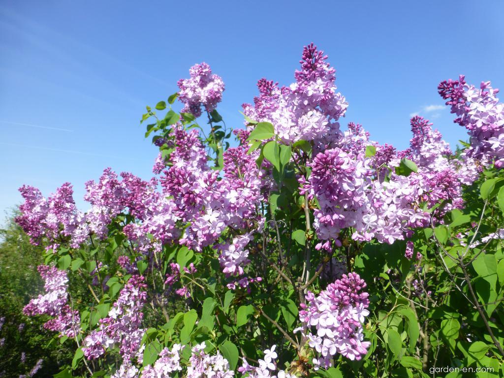 Syringa x hyacinthiflora Esther Staley (Hyacinth Flowering Lilac) Syringa x hyacinthiflora Esther Staley (Hyacinth Flowering Lilac)