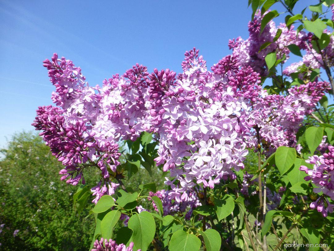 Syringa x hyacinthiflora Esther Staley (Hyacinth Flowering Lilac) Syringa x hyacinthiflora Esther Staley (Hyacinth Flowering Lilac)