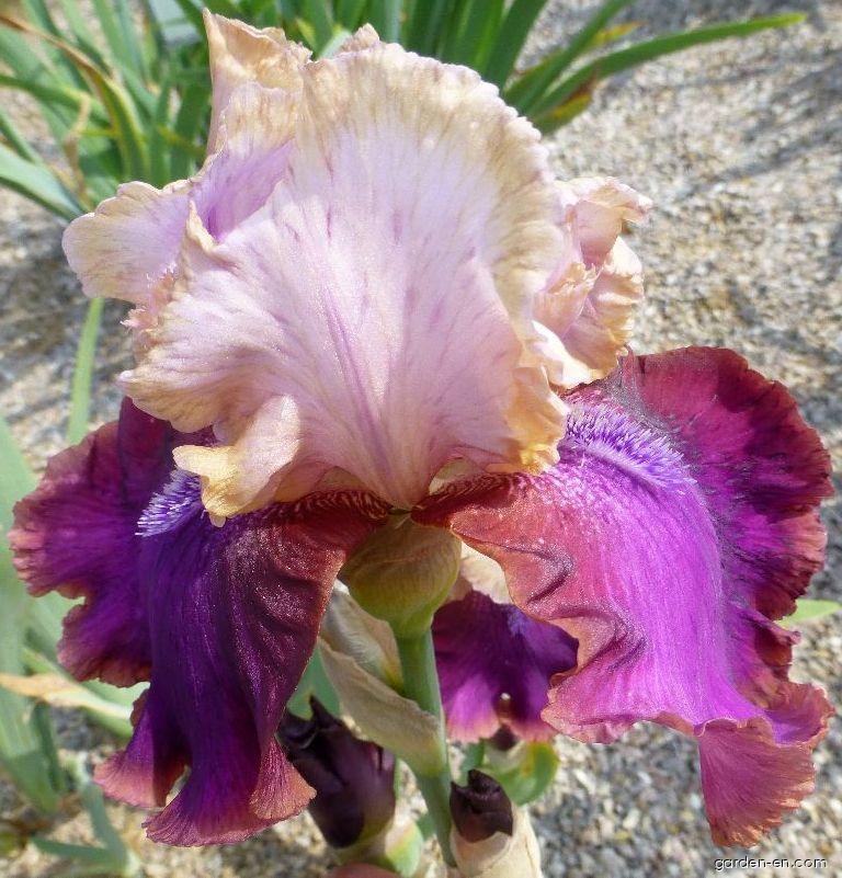 Iris barbata Burgermeister (Bearded Iris) Iris barbata Burgermeister (Bearded Iris)