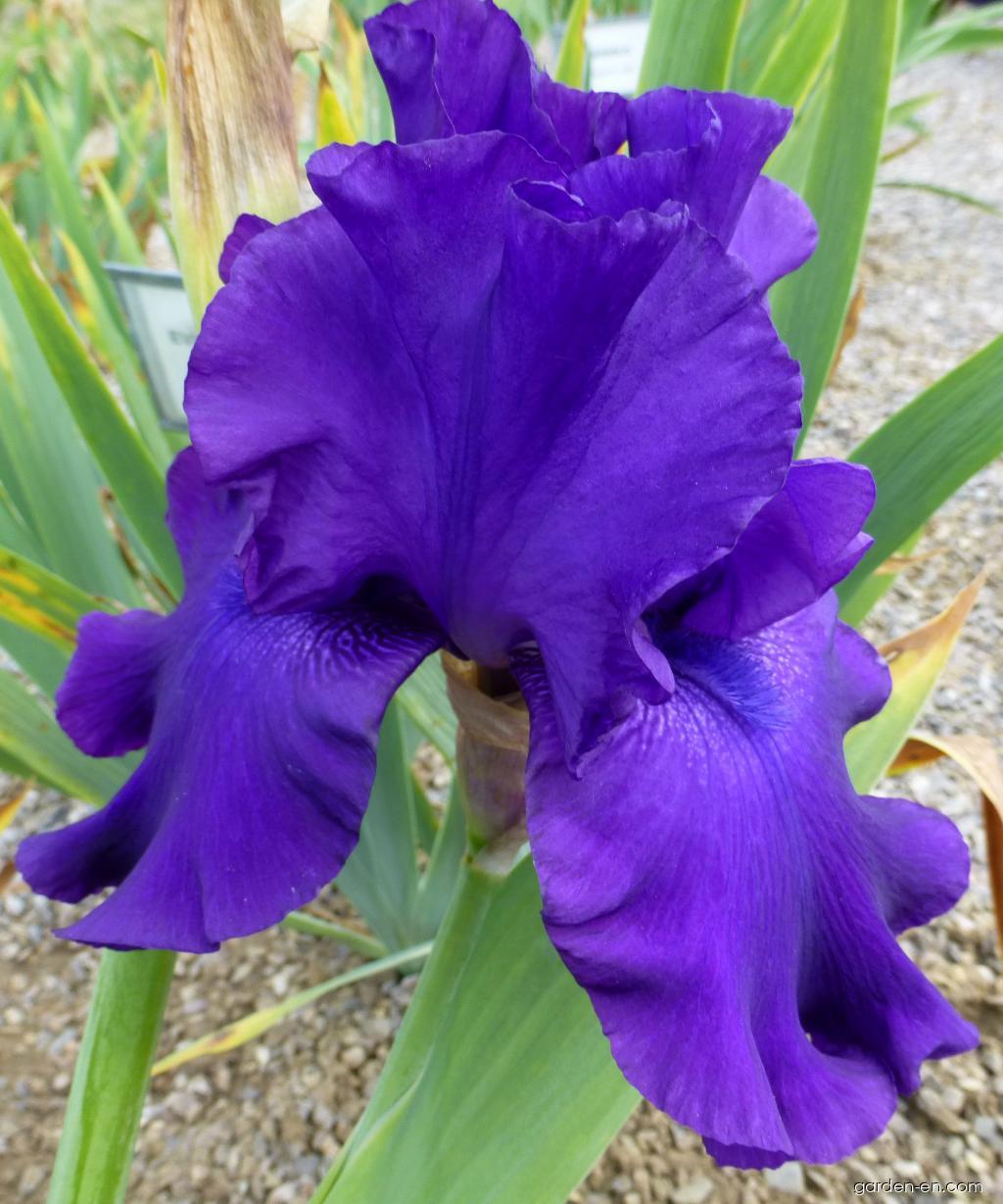 Iris barbata Titans Glory (Bearded Iris) Iris barbata Titans Glory (Bearded Iris)