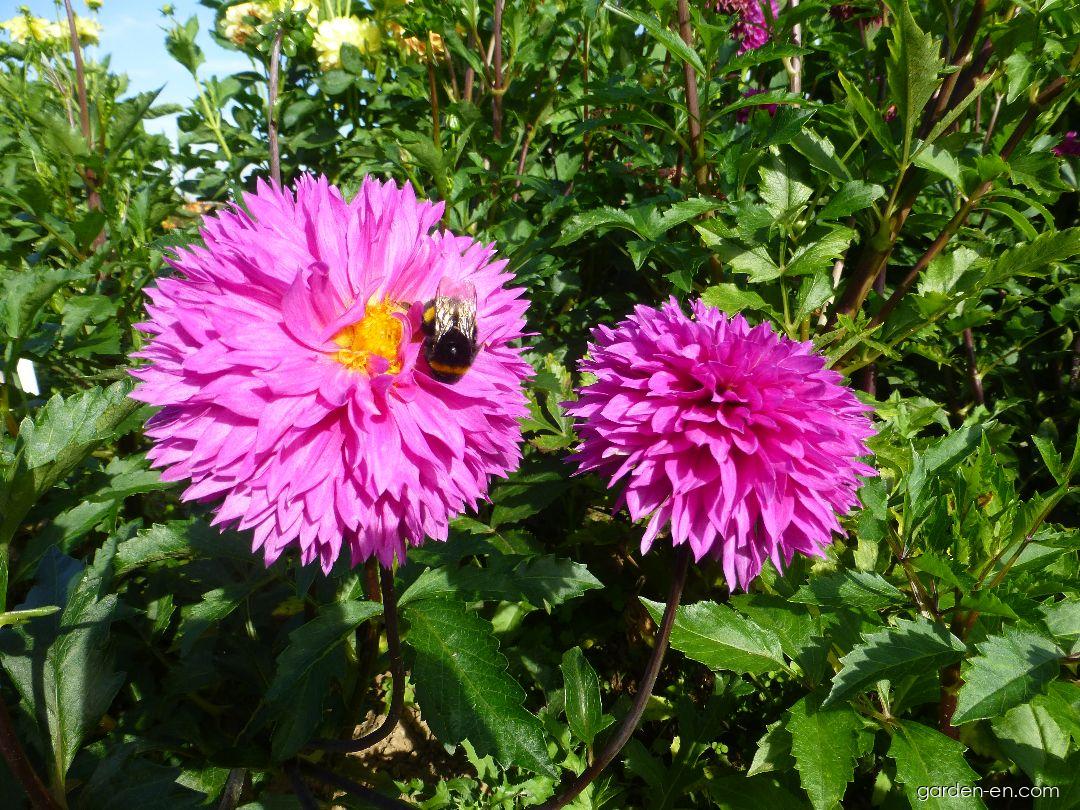 Dahlia Frizzy Lizzy (Dahlia) Dahlia Frizzy Lizzy (Dahlia)