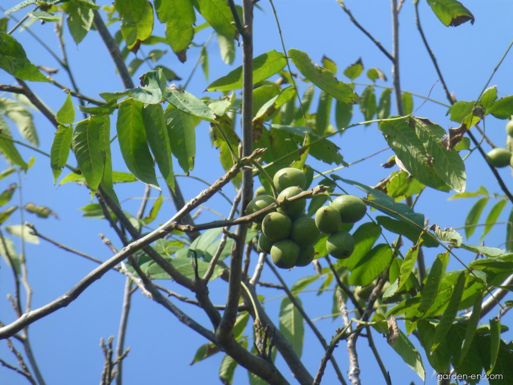 Juglans mandshurica (Manchurian Walnut) Juglans mandshurica (Manchurian Walnut)